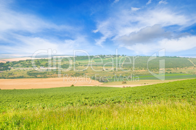 field and blue sky with light clouds