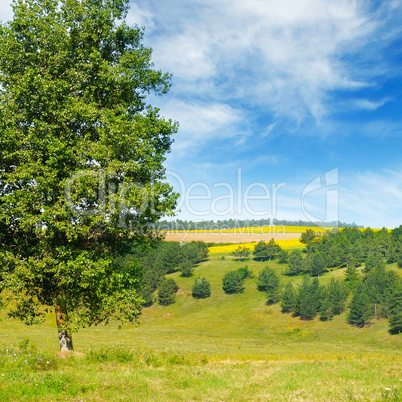 Picturesque fields and sky