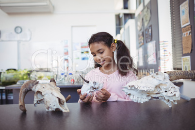 Elementary student holding animal skull by desk