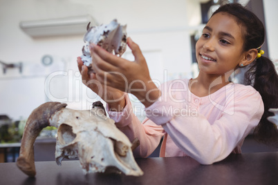 Happy elementary student examining animal skull by desk