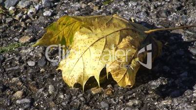 Herbstblatt im Wind