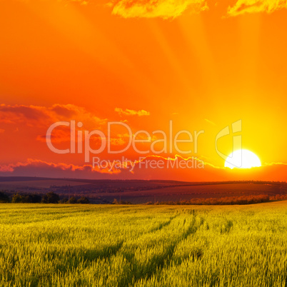 Beautiful sunset on wheat field