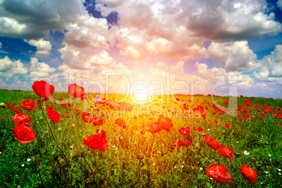 Bright sunrise in poppy field