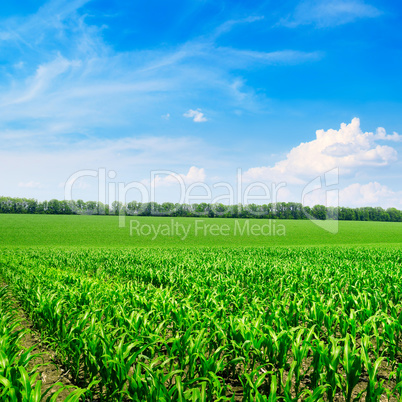 Bright corn field and blue sky