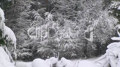 Neuschnee fällt von den Bäumen am Waldrand