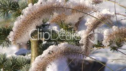 Schneebedeckte Binsengräser