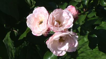 Hellrosa Rosenblüten und Bienen als Gäste