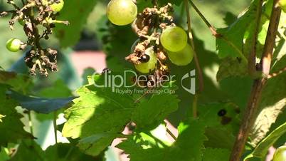 Eine Hornisse auf reifen Weintrauben