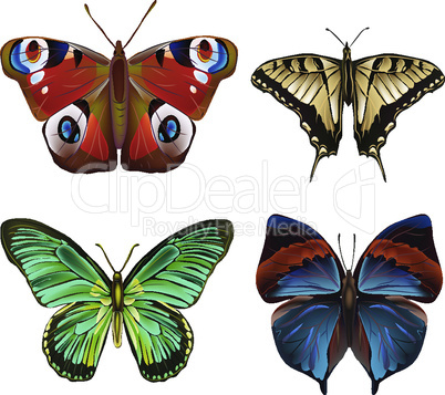 Collection of various kinds of butterflies, isolated on white background