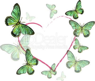 heart of butterflies on white background