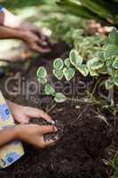 Cropped hands of girl and senior woman holding dirt by plants