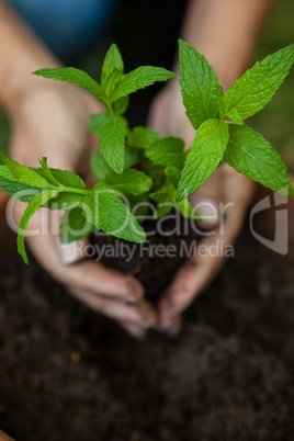 Cropped hands of senior woman planting seedling