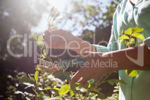 Midsection of senior woman cutting flower stem with pruning shears