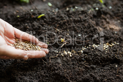 Cropped hands of woman with seeds over dirt