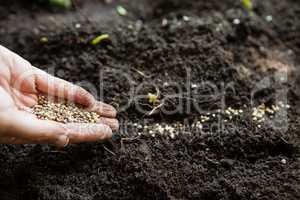 Cropped hands of woman with seeds over dirt