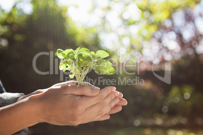 Cropped woman holding seedling in cupped hands