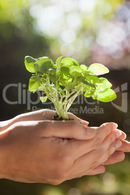 Close-up of hands holding seedlings