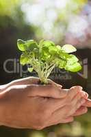 Close-up of hands holding seedlings