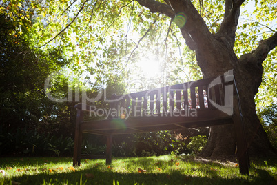 Empty bench against trees on field in backyard