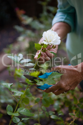 Cropped image of senior woman using pruning shears on white flower