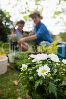White flowering plants with mother and daughter in background