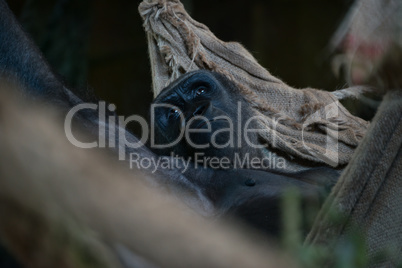 Gorilla lying in rope hammock looking up