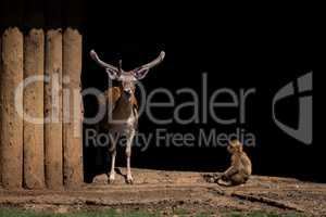 Stag staring out from shed beside macaque