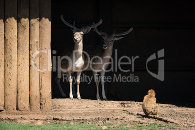 Macaque looking at two stags in shed