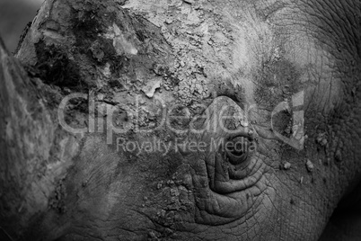 Mono close-up of face of white rhinoceros