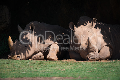 Two white rhinoceros lying in leafy shade