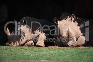 Two white rhinoceros lying in leafy shade