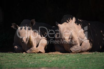 Two white rhinoceros lying under leafy canopy