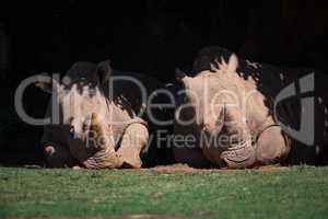 Two white rhinoceros lying under leafy canopy