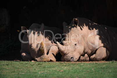 White rhinoceros lying side-by-side in leafy shade