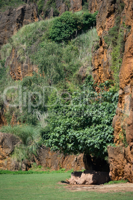 White rhinoceros lying in shade beneath cliff