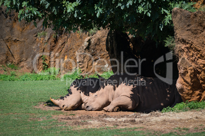 White rhinoceros sleeping in shade under tree