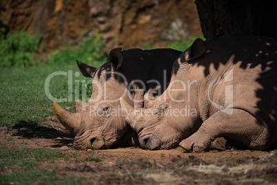 Close-up of white rhinoceros dozing in shade