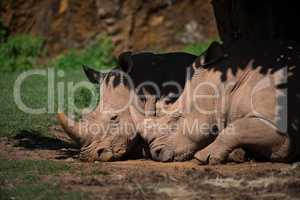 Close-up of white rhinoceros dozing in shade