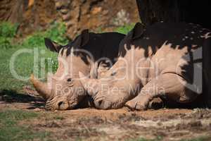 Close-up of white rhinoceros lying in shade