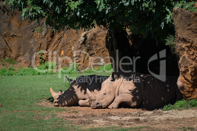 White rhinoceros dozing in shade under tree