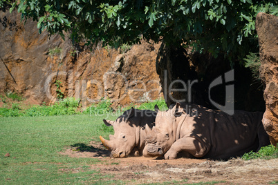 White rhinoceros dozing in shade of tree