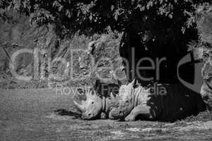 White rhinoceros dozing in shade in mono