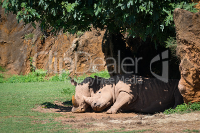White rhinoceros nuzzling another in leafy shade