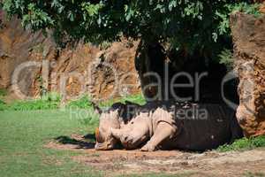 White rhinoceros nuzzling another in leafy shade