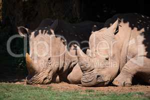 Close-up of white rhinoceros in leafy shade