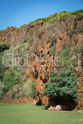 White rhinoceros in leafy shade beneath cliff