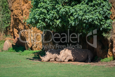 White rhinoceros lying  under canopy of leaves