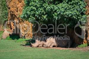 White rhinoceros lying  under canopy of leaves