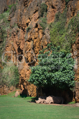 White rhinoceros lying beneath cliff  in shade