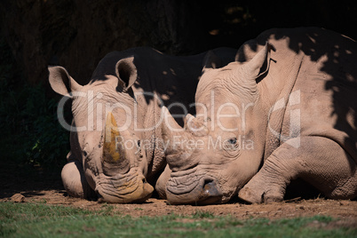 Close-up of white rhinoceros in leafy shadows